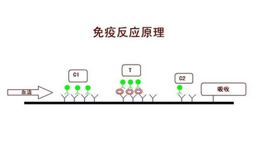 膠體金免疫層析技術(shù)是什么